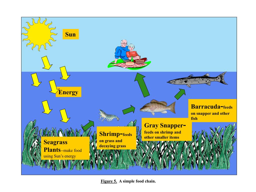 PPT Build a Seagrass Community & Build a Seagrass Food Chain/ Instructions & Who am I