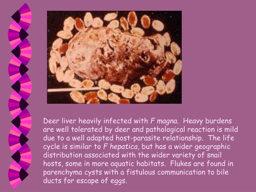 PPT Ruminant Liver Parasites PowerPoint Presentation ID254756