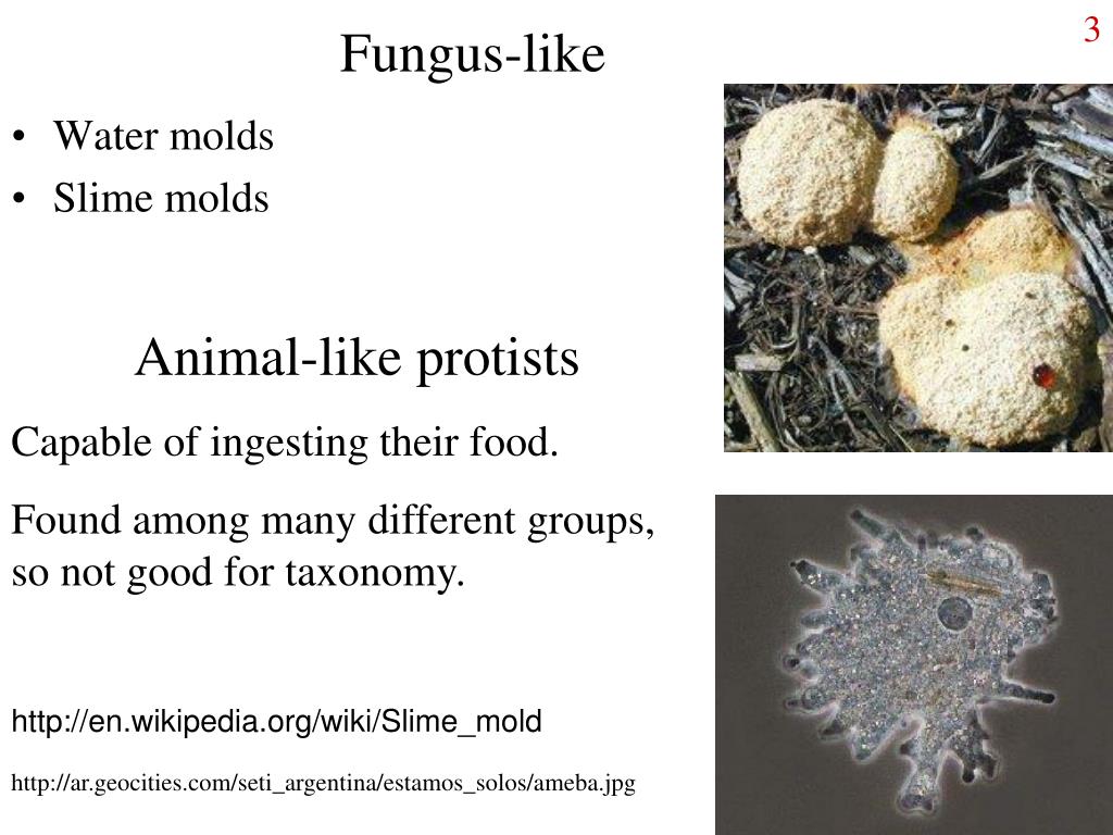 PPT Kingdom Protista PowerPoint Presentation ID256836