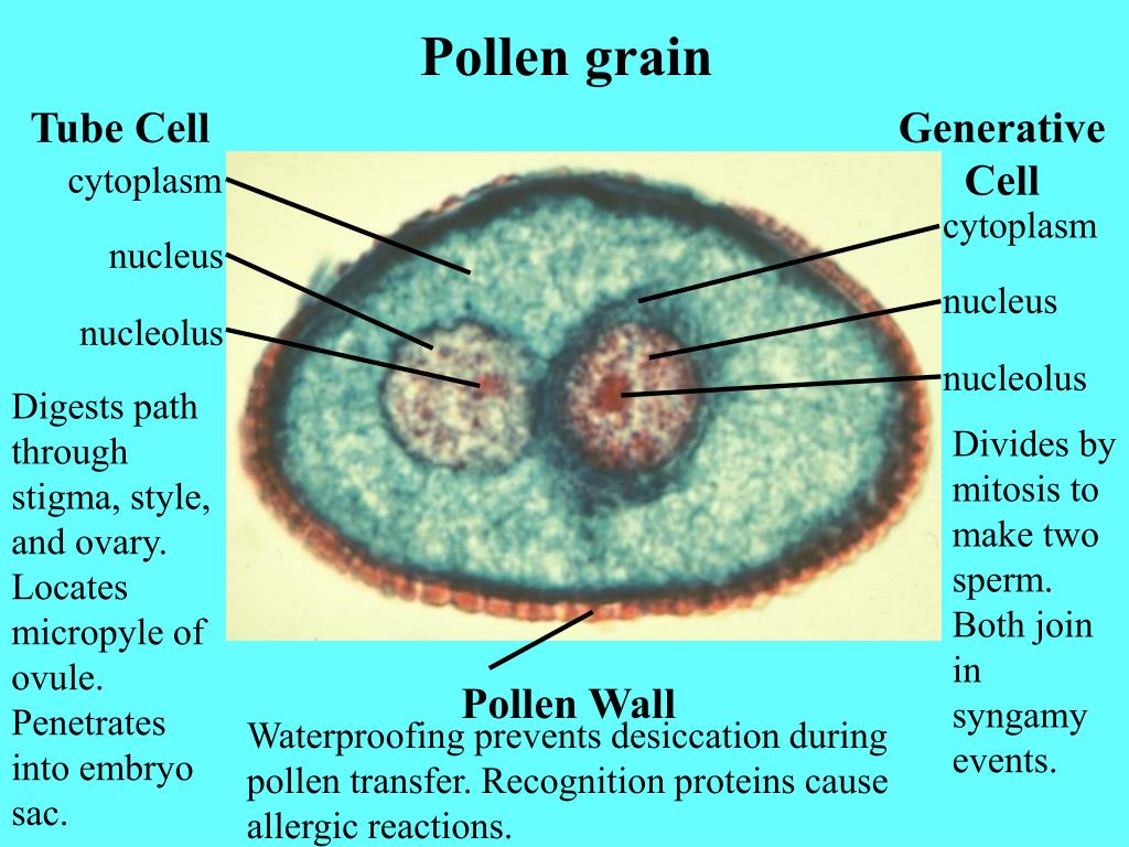 PPT Basic Flower Structure PowerPoint Presentation, free download
