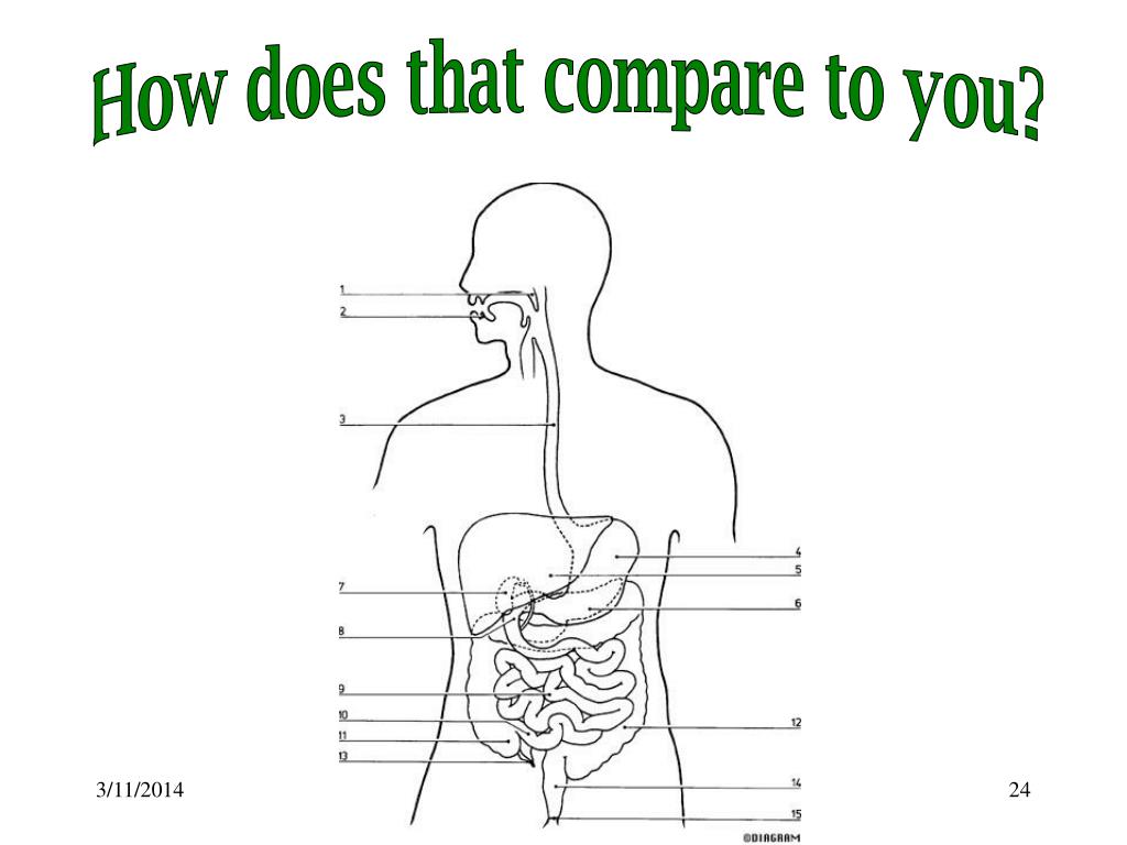 PPT - Monogastric Digestive System PowerPoint Presentation, free