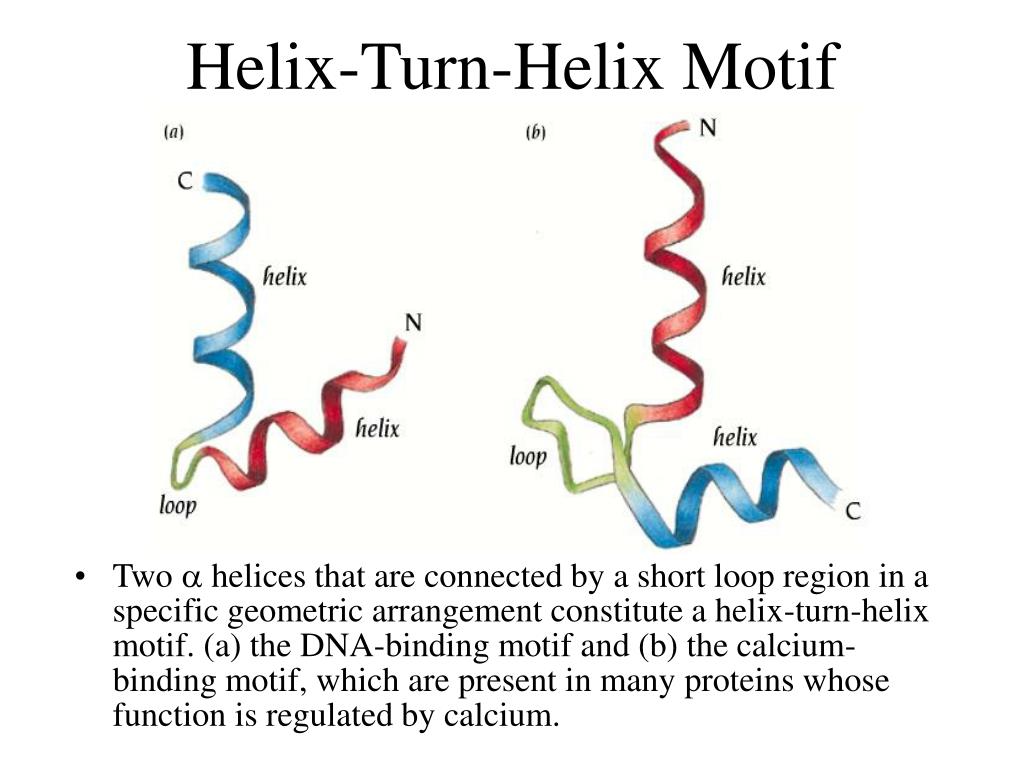 PPT Secondary Structure Motifs of Proteins PowerPoint Presentation