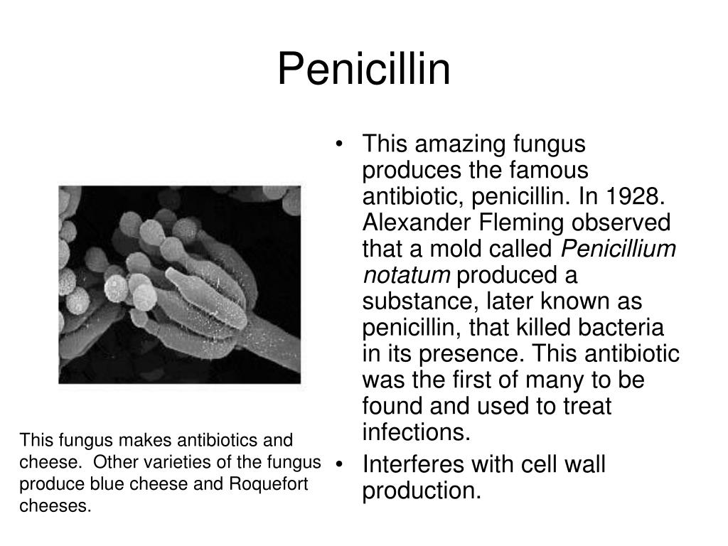 PPT BACTERIA PowerPoint Presentation ID25962
