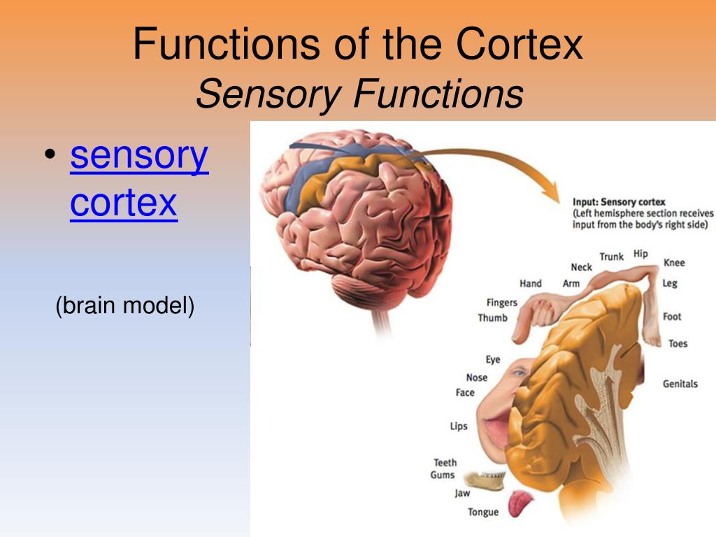 PPT Unit 3B Biological Bases of Behavior The Brain PowerPoint