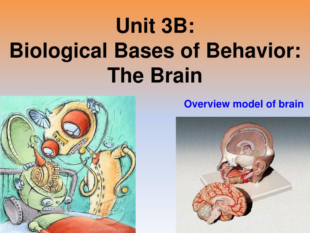 PPT Unit 3B Biological Bases of Behavior The Brain PowerPoint