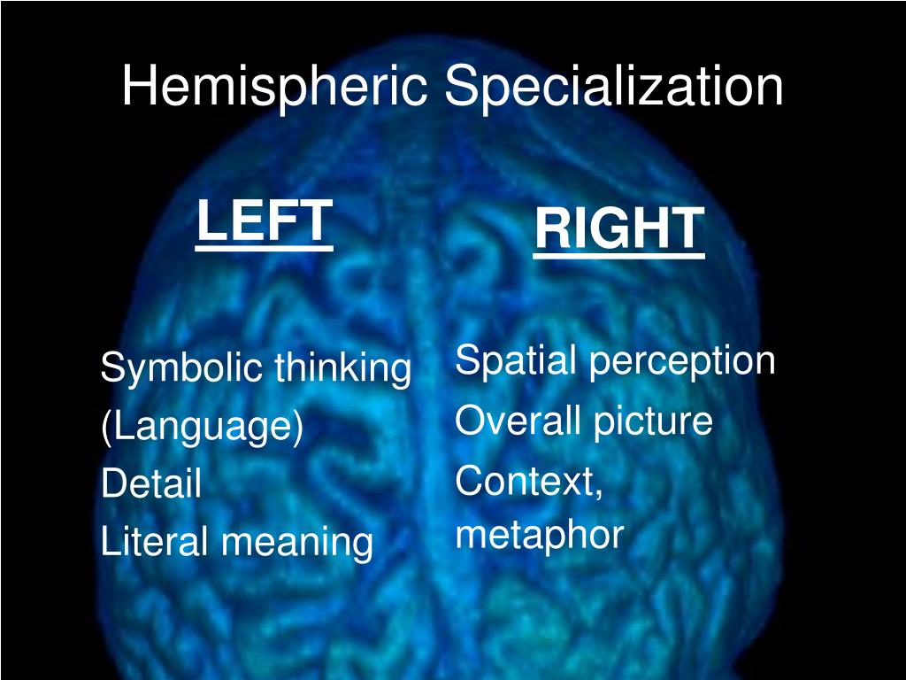 PPT Brain Structure and Function PowerPoint Presentation ID262127