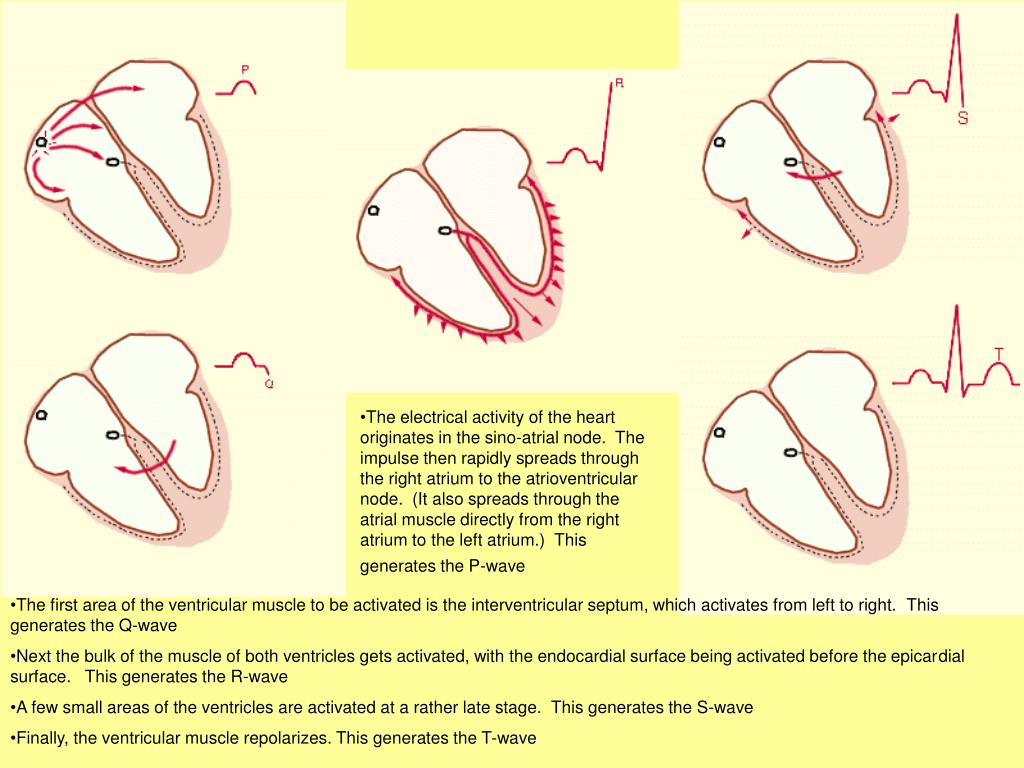 PPT Cardiac Muscle and Heart Function PowerPoint Presentation, free