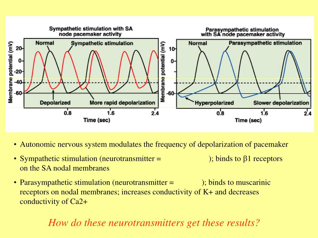 PPT Cardiac Muscle and Heart Function PowerPoint Presentation, free