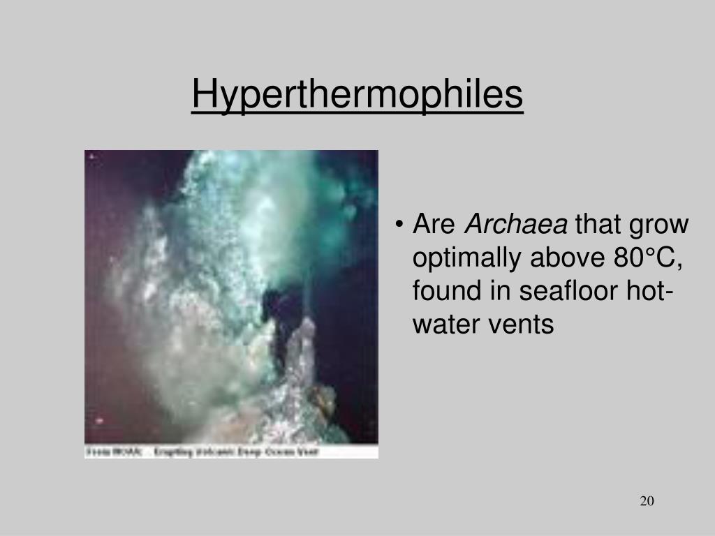 PPT How Do Bacteria Reproduce? PowerPoint Presentation, free download