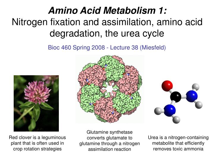 PPT Amino Acid Metabolism 1 Nitrogen fixation and assimilation