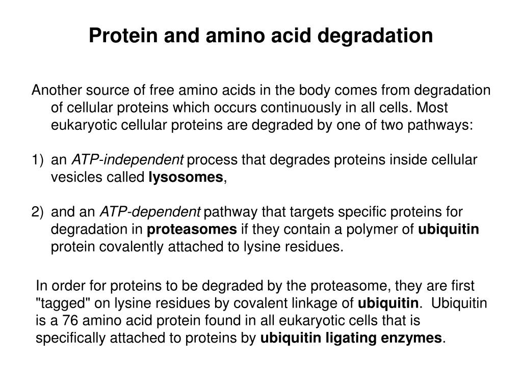 PPT Amino Acid Metabolism 1 Nitrogen fixation and assimilation