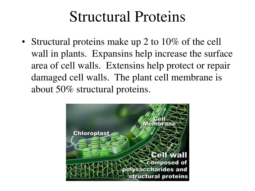 PPT Plant Metabolism PowerPoint Presentation, free download ID268407