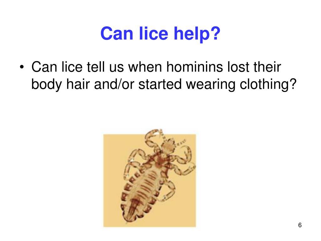 PPT A Tale of Three Lice PowerPoint Presentation, free download ID