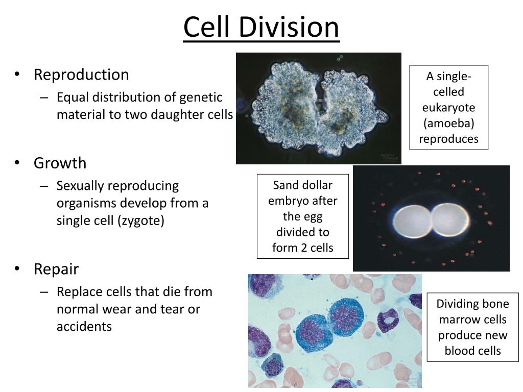 PPT Mitotic Cell Division Exercise 7 PowerPoint