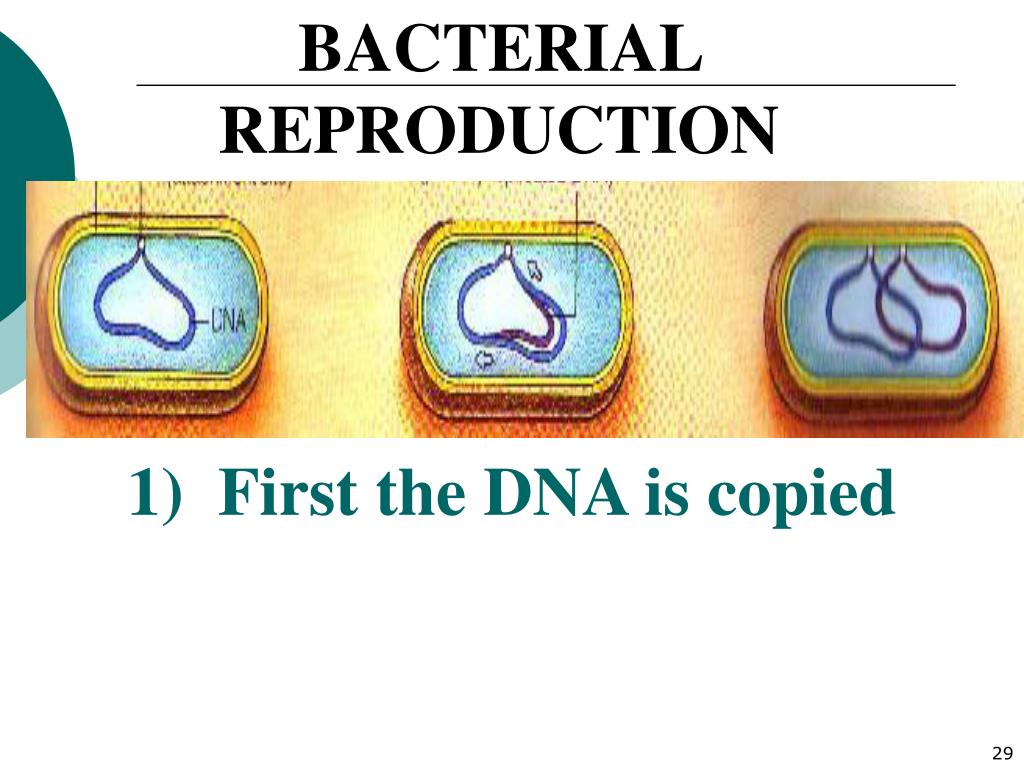PPT Domain Monera (PROKARYOTIC) Archaea Bacteria PowerPoint