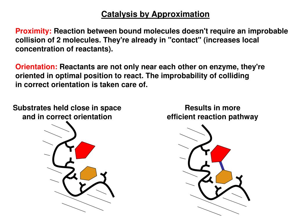 PPT Lecture 12 Enzyme Catalysis PowerPoint Presentation, free