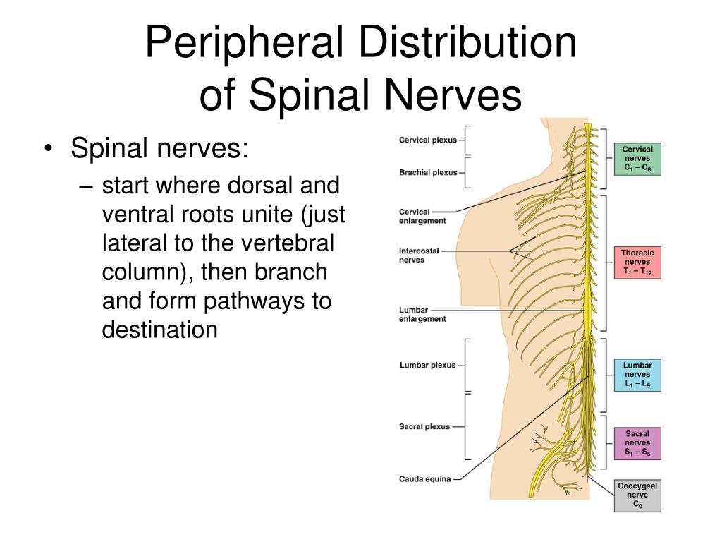 PPT Chapter 13 PowerPoint Presentation, free download ID274764