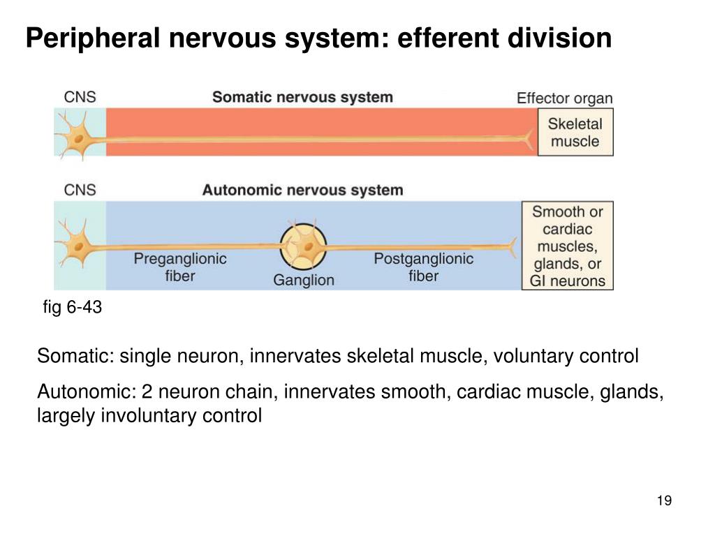 PPT Nervous system organization PowerPoint Presentation, free
