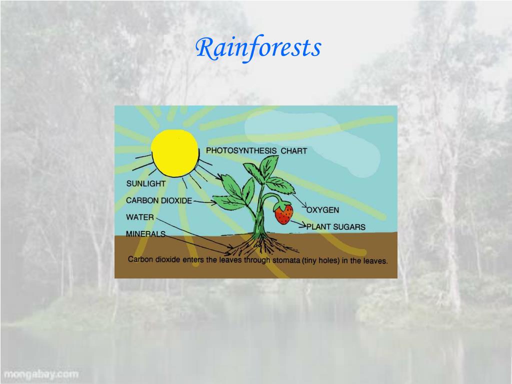 PPT Rainforests PowerPoint Presentation, free download ID276108