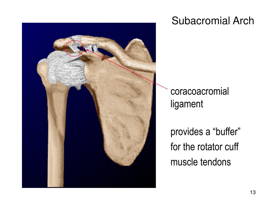 PPT Upper Extremity Shoulder Complex Elbow Wrist (Hand) PowerPoint Presentation ID276900