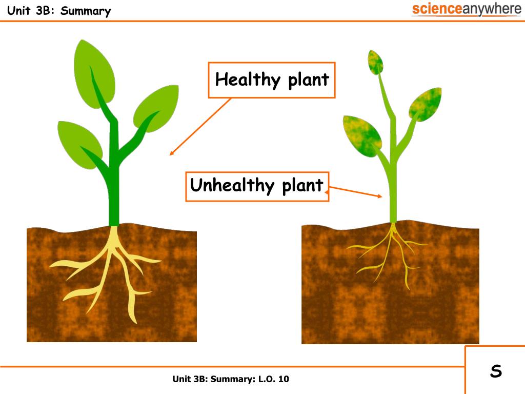 PPT Unit 3B Helping Plants Grow Well PowerPoint Presentation ID277682