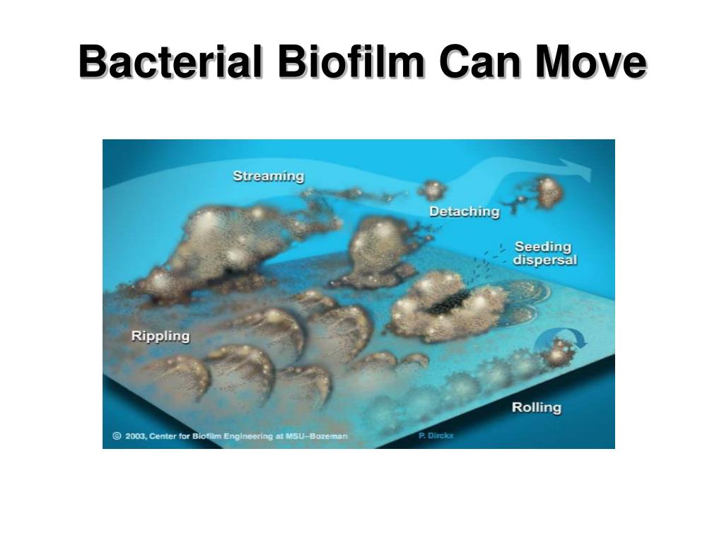 PPT Innovative Solution to Control Biofilm in Drains PowerPoint