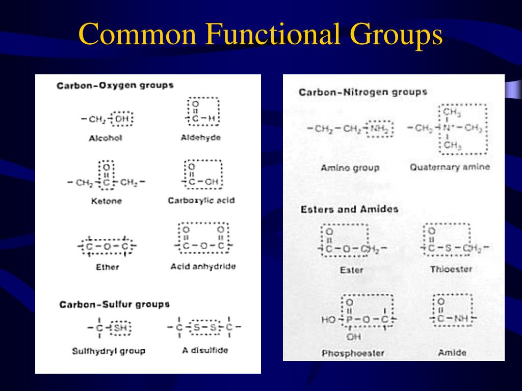 PPT Introduction, Review of Biomolecules PowerPoint Presentation
