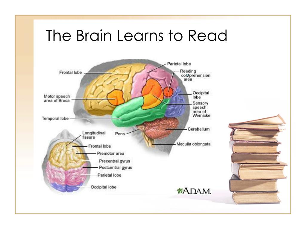 PPT Information Literacy Reflections on How the Brain Learns to