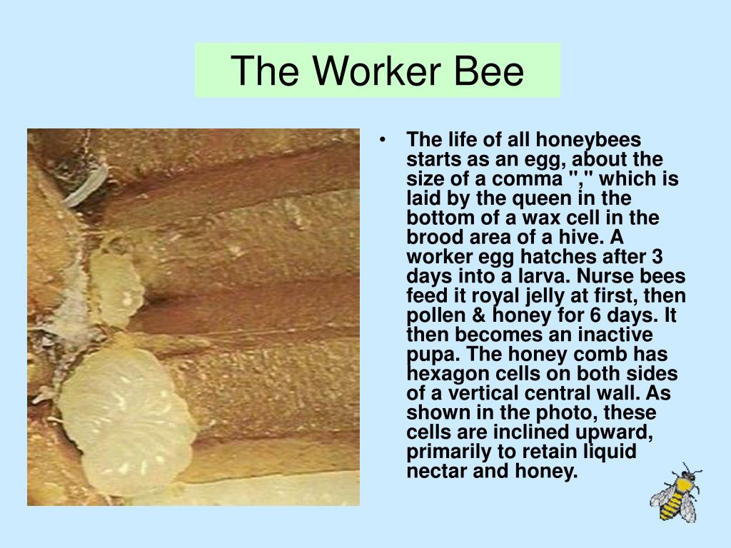 PPT Essex County Beekeepers' Association PowerPoint Presentation