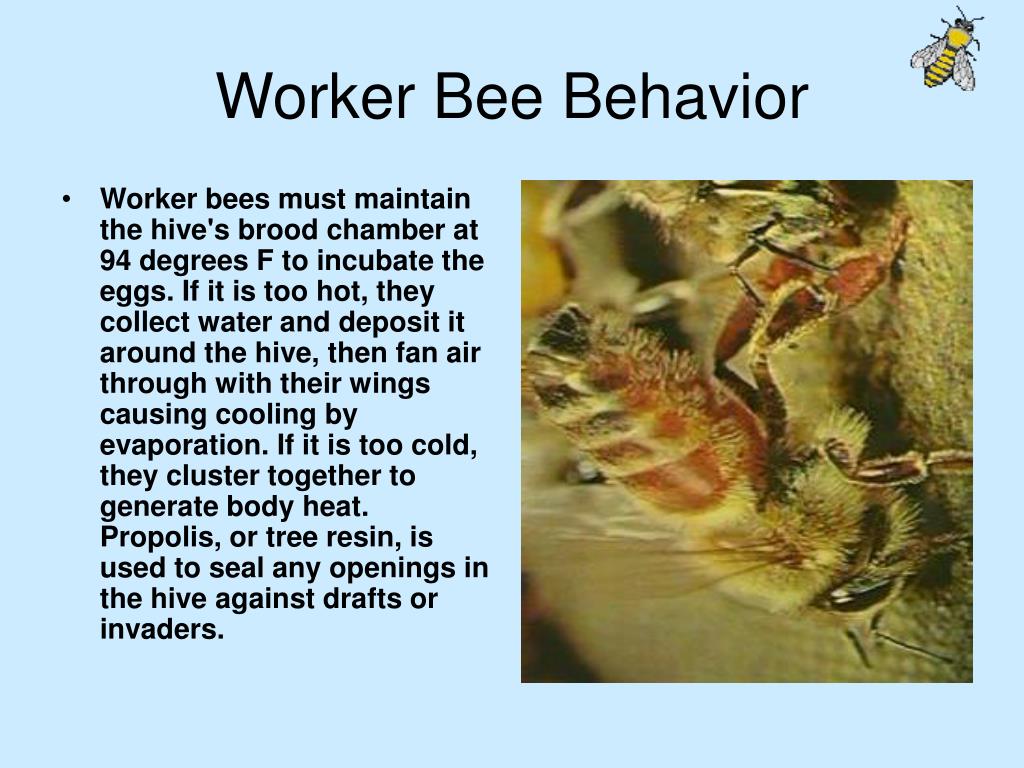 PPT Essex County Beekeepers' Association PowerPoint Presentation