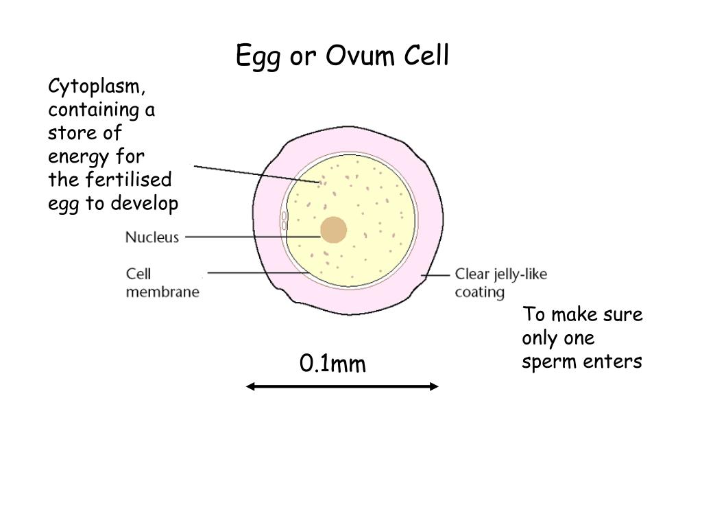 PPT Chemical to attack the jelly coating of the egg to help the sperm