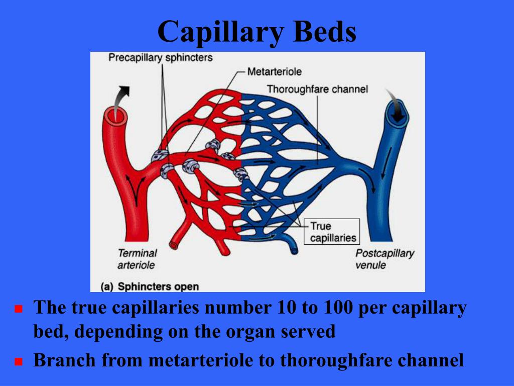 PPT The Cardiovascular System Blood Vessels PowerPoint Presentation