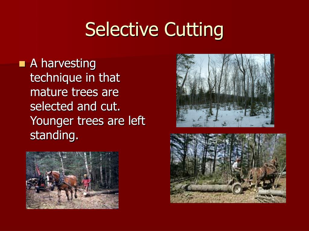 PPT Obtaining Raw Materials PowerPoint Presentation, free download