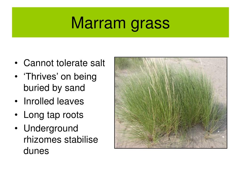 PPT Vegetation Succession PowerPoint Presentation, free download ID