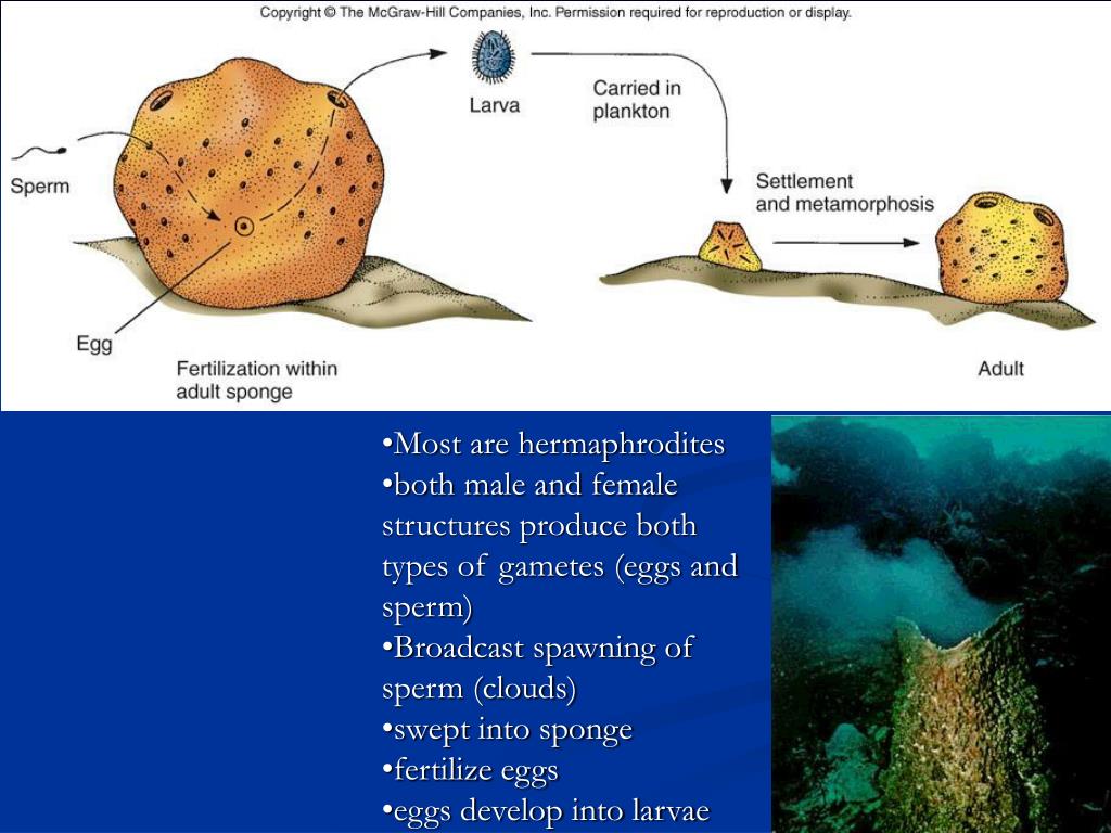 PPT Invertebrates I Porifera, Cnidaria, Ctenophora, Platyhelminthes