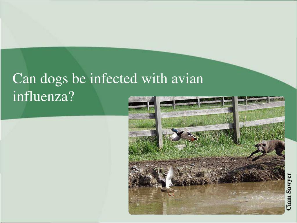 PPT Animal Impacts of Avian Influenza PowerPoint Presentation, free