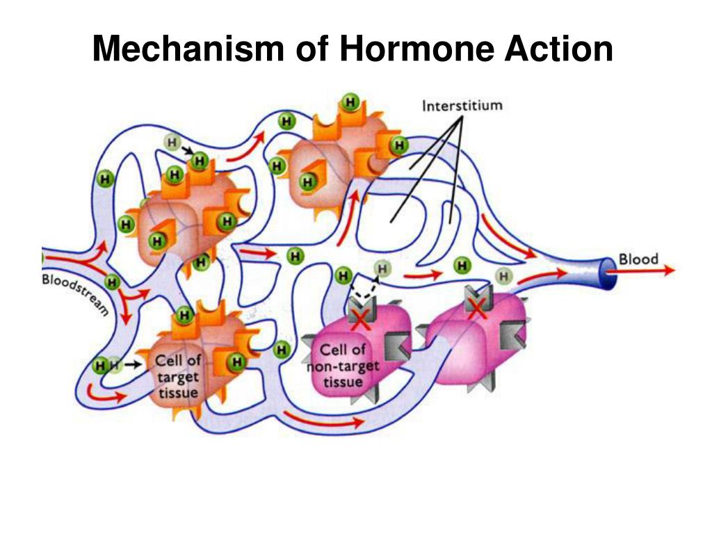 PPT Mechanism of Hormone Action PowerPoint Presentation, free
