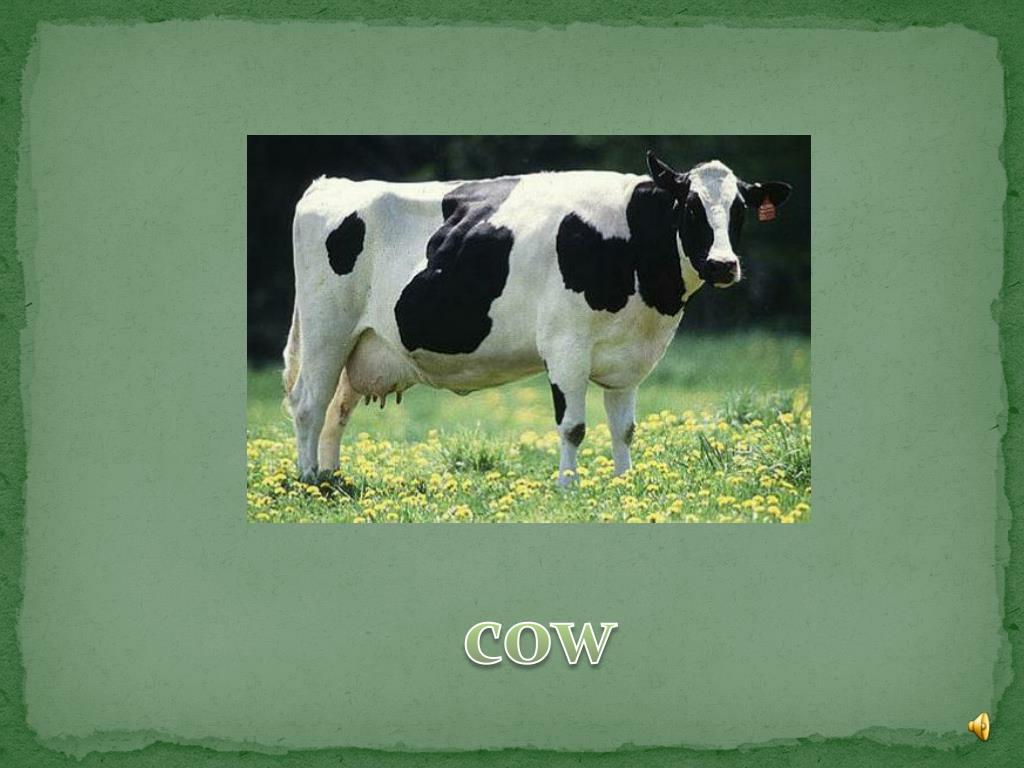 PPT Farm animals PowerPoint Presentation, free download ID283156