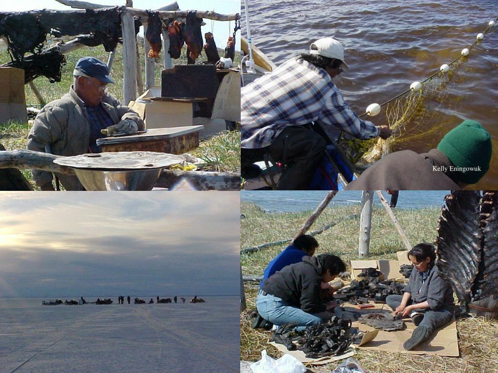 PPT Relocation and Erosion Concerns Shishmaref, AK September 16, 2006