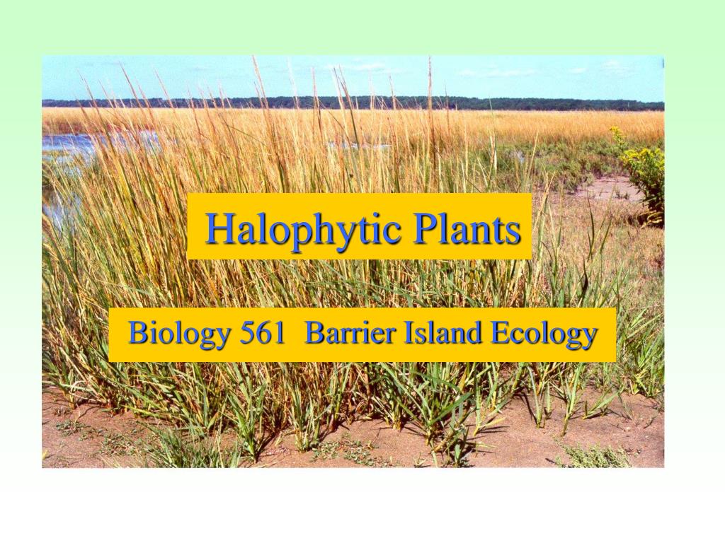 PPT Halophytic Plants PowerPoint Presentation, free download ID283313