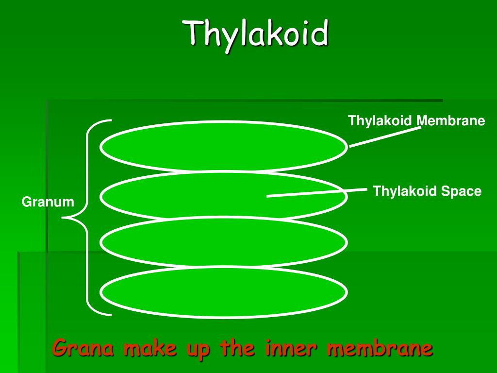 PPT PHOTOSYNTHESIS PowerPoint Presentation, free download ID284526
