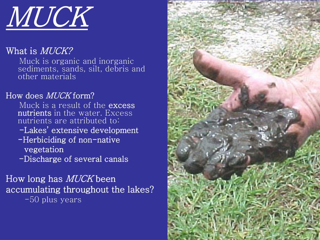 PPT LAKE OSBORNE MUCK DREDGING PROJECT PowerPoint Presentation, free