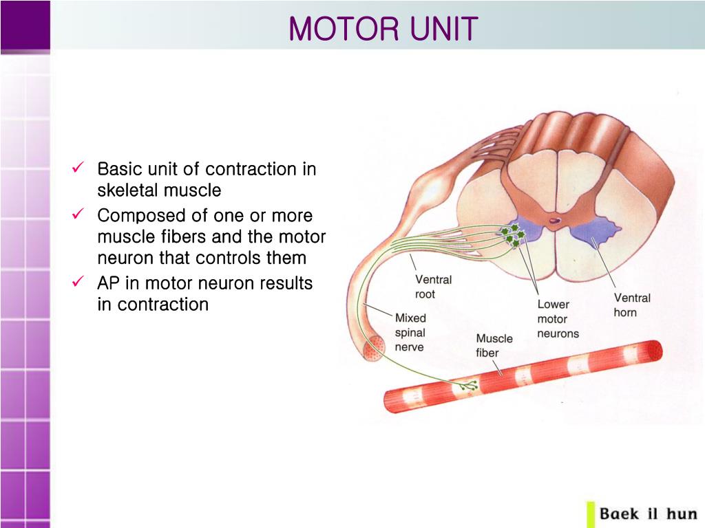 PPT Muscle Tone and Spasticity PowerPoint Presentation, free download