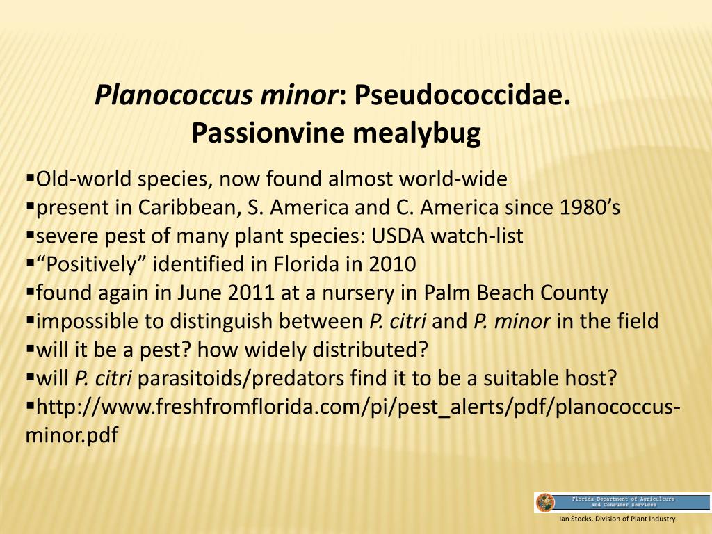 PPT Ian Stocks, Division of Plant Industry PowerPoint Presentation, free download ID292524