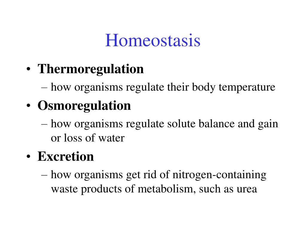 PPT Homeostasis PowerPoint Presentation, free download ID293848