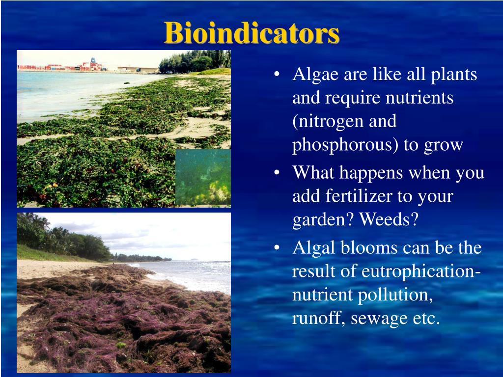 PPT Biology and Ecology of Algae on Tropical Reefs PowerPoint