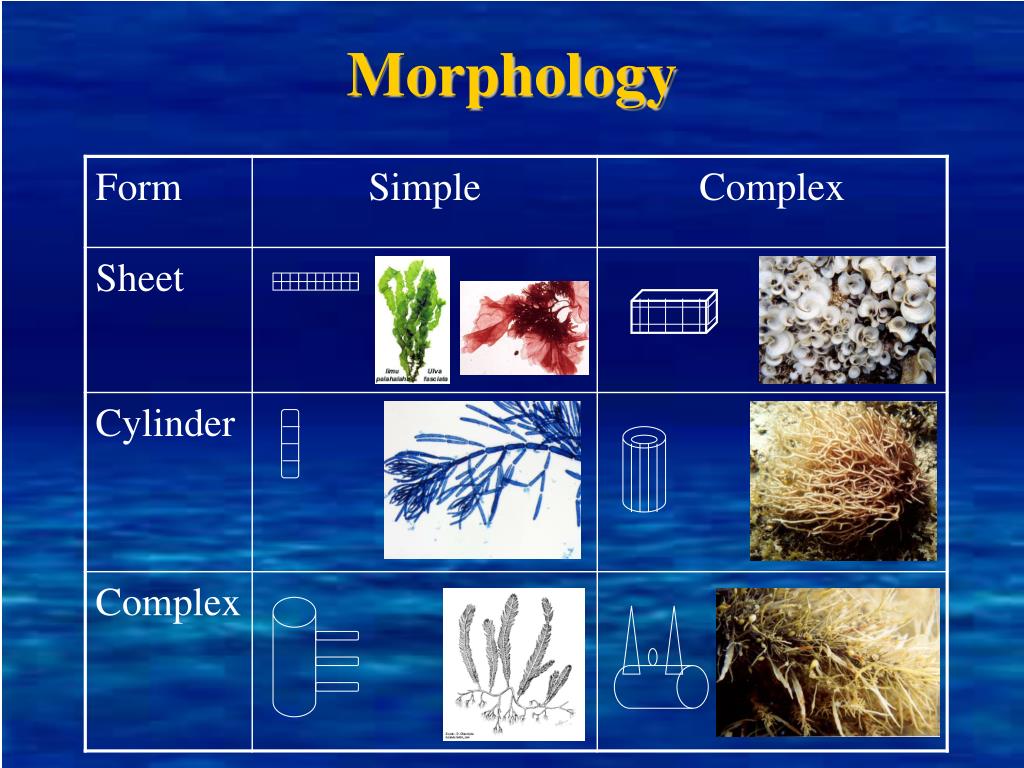 PPT Biology and Ecology of Algae on Tropical Reefs PowerPoint