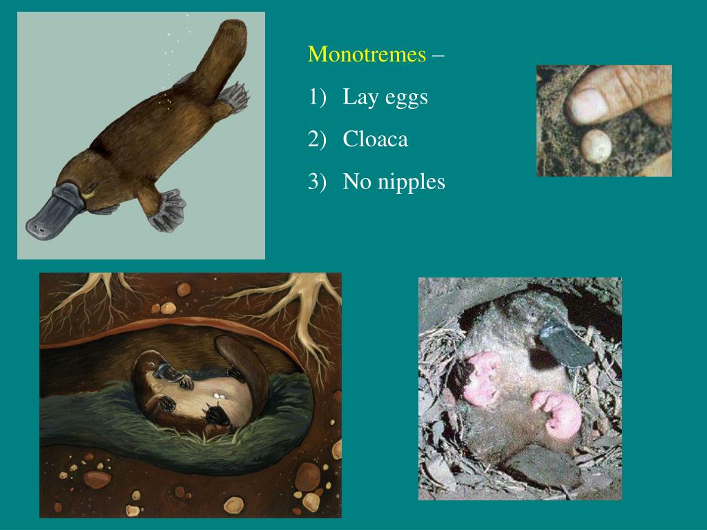 PPT The 3 subclasses of mammals differ strikingly in their modes of