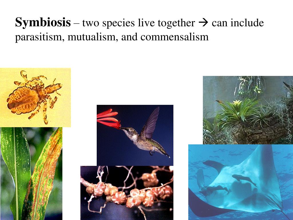 PPT - Population – group of individuals of the same species living in