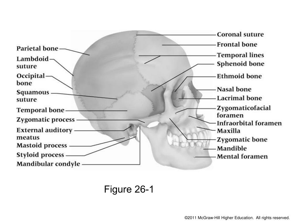 PPT Chapter 26 The Head, Face, Eyes, Ears, Nose and Throat